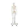 Skeleton Models