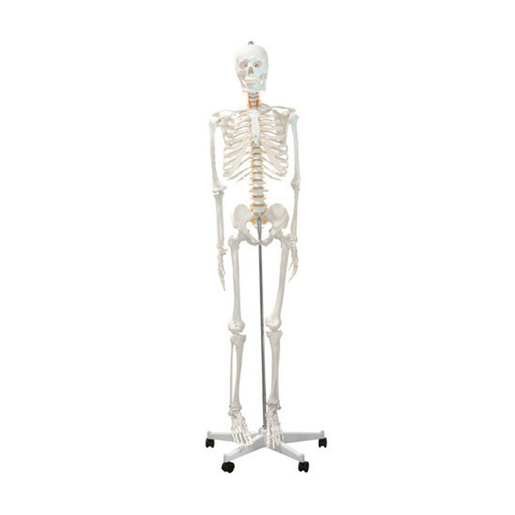 Skeleton Models