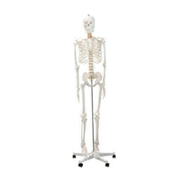Skeleton Models