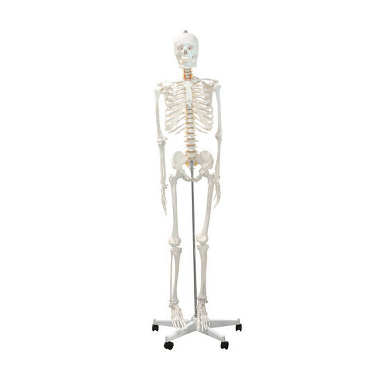 Skeleton Models