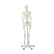 Skeleton Models