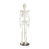 Skeleton Models