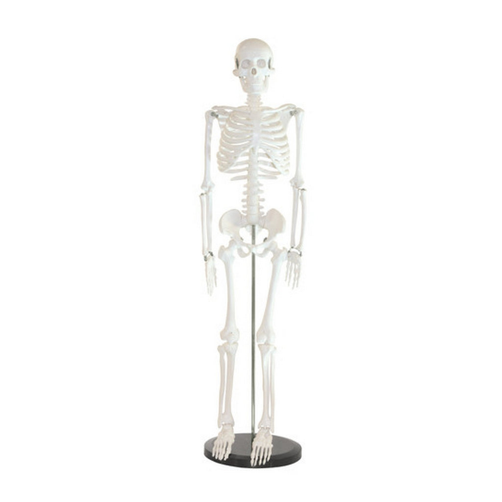 Skeleton Models