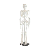 Skeleton Models