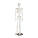 Skeleton Models