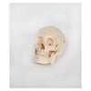 Skeleton Models