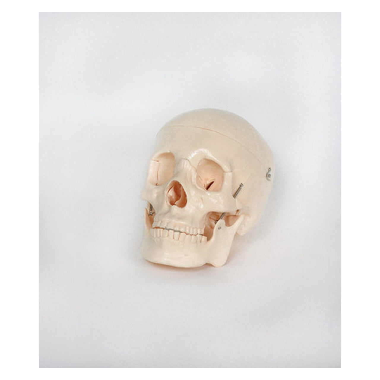 Skeleton Models