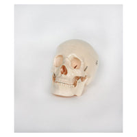 Skeleton Models