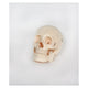 Skeleton Models