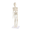 Skeleton Models