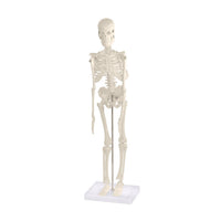 Skeleton Models