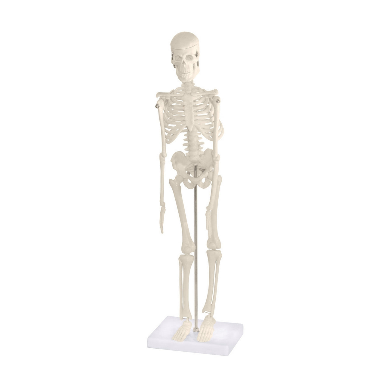Skeleton Models