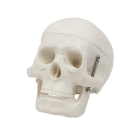 Skeleton Models