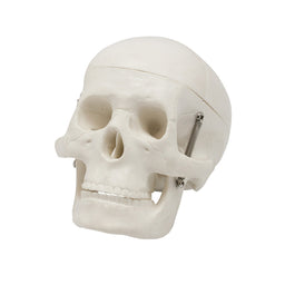 Skeleton Models