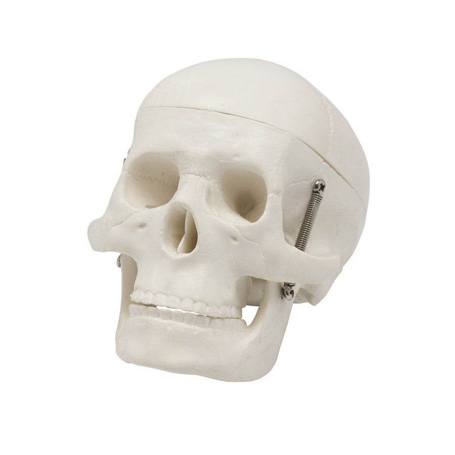 Skeleton Models
