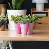 Americana Decor Chalky Finish
ADC30-36
